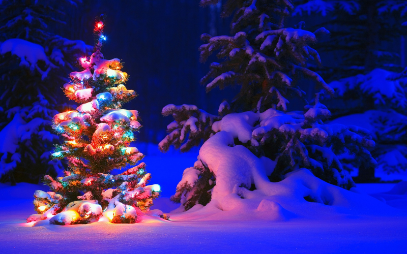Ý tưởng trang trí cây thông Noel mùa Giáng sinh